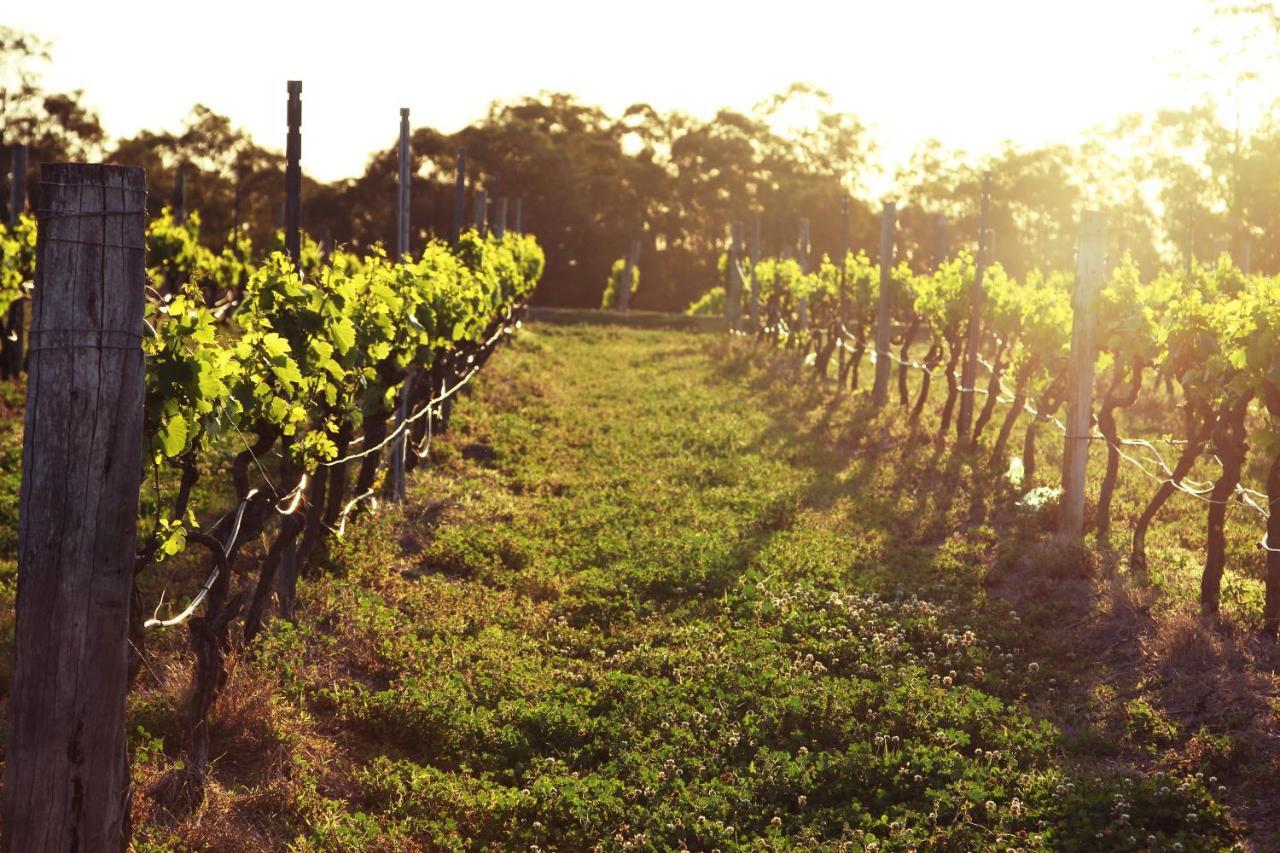 Blueberry Hill Vineyard Stay Rothbury エクステリア 写真